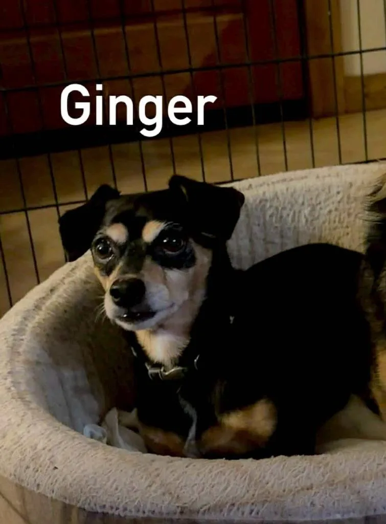Ginger Bonded with Lucky thumbnail 3
