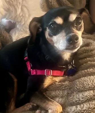 Ginger Bonded with Lucky thumbnail 4