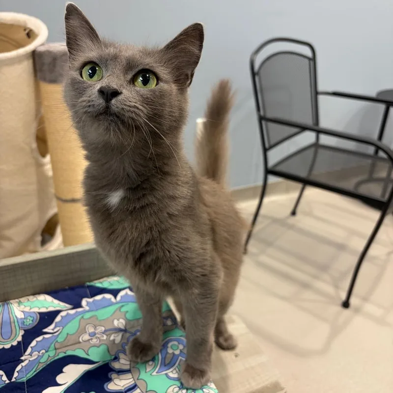 A young medium-sized female Gray / Blue / Silver Domestic Short Hair cat named Moira Rose for adoption in Austin, TX