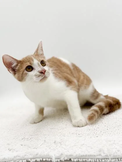 A young small-sized male Domestic Short Hair cat named Jazz for adoption in Bowling Green, KY