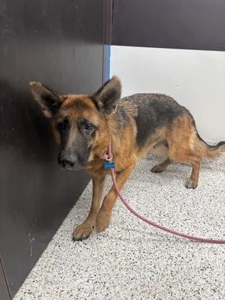 An adult large-sized female German Shepherd Dog dog named Cascade for adoption in Atlanta, GA