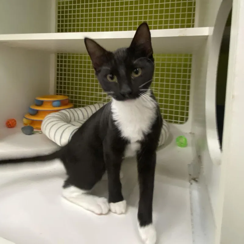 A baby small-sized female Domestic Short Hair cat named Harriet for adoption in Tallahassee, FL