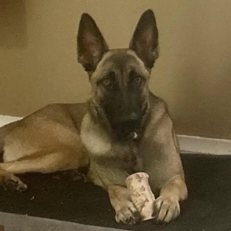 A young small-sized female Belgian Shepherd / Malinois dog named Athena for adoption in Lakewood, CO