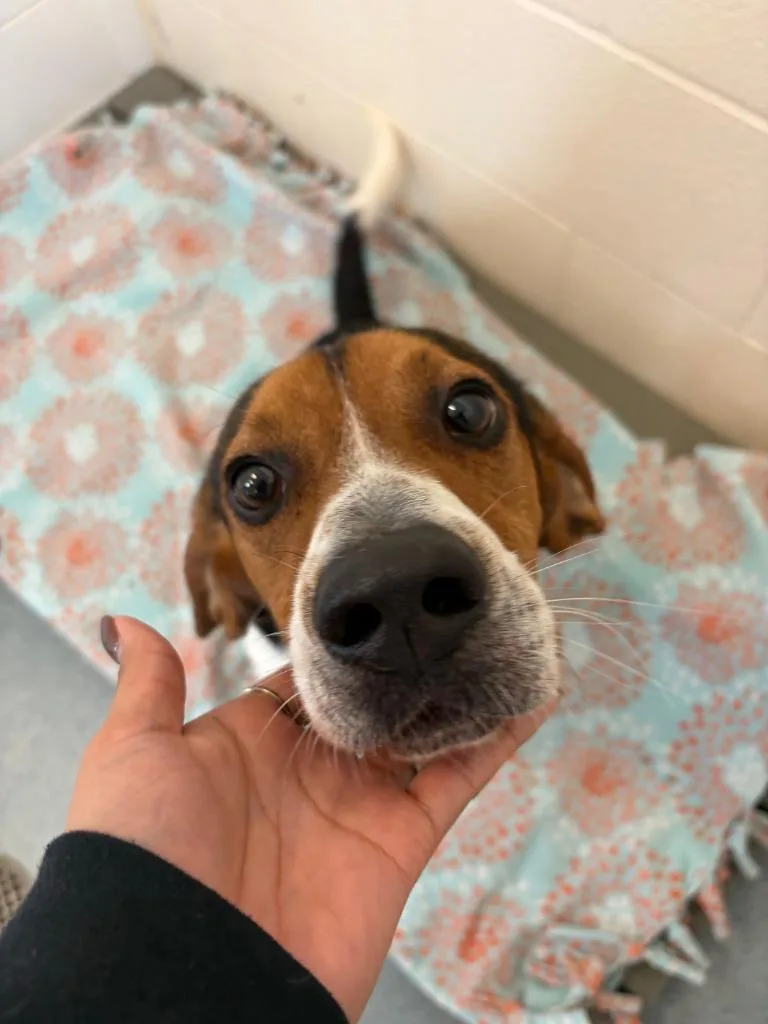 Duke