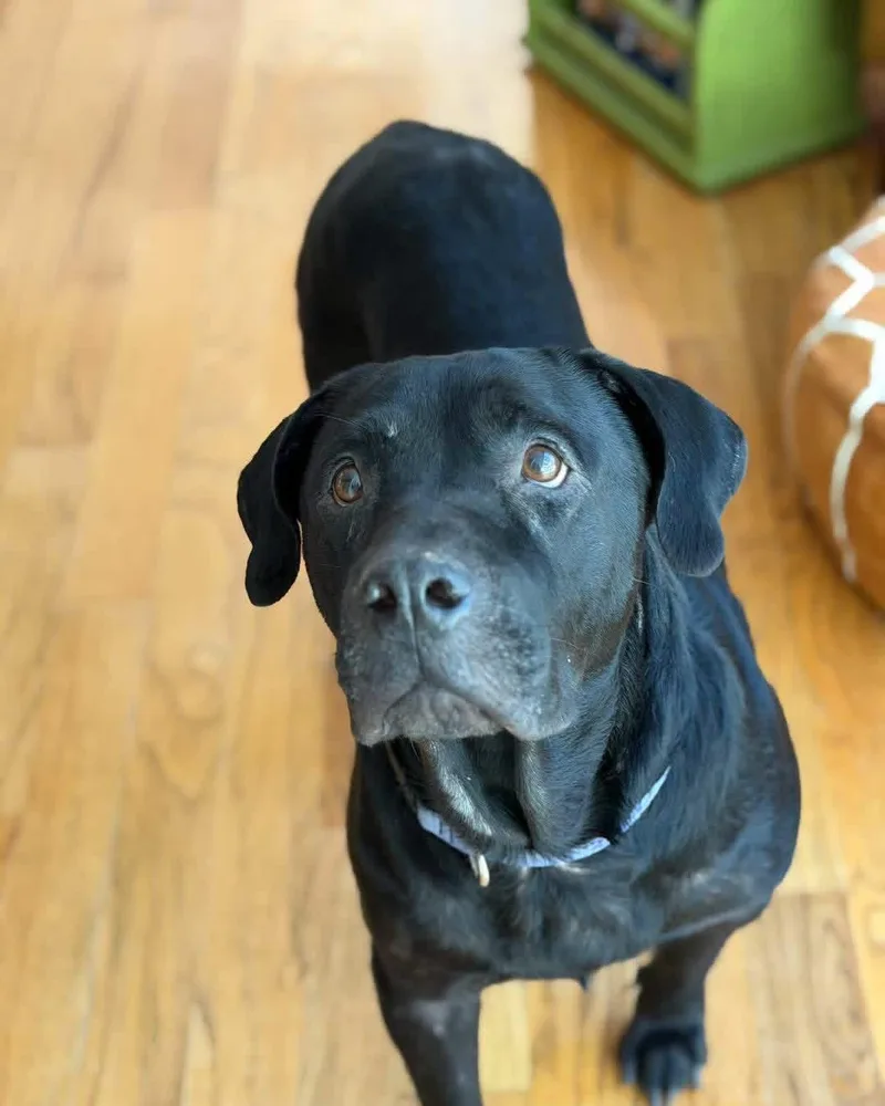 An adult large-sized male Black Labrador Retriever dog named Karl for adoption in Covington, GA