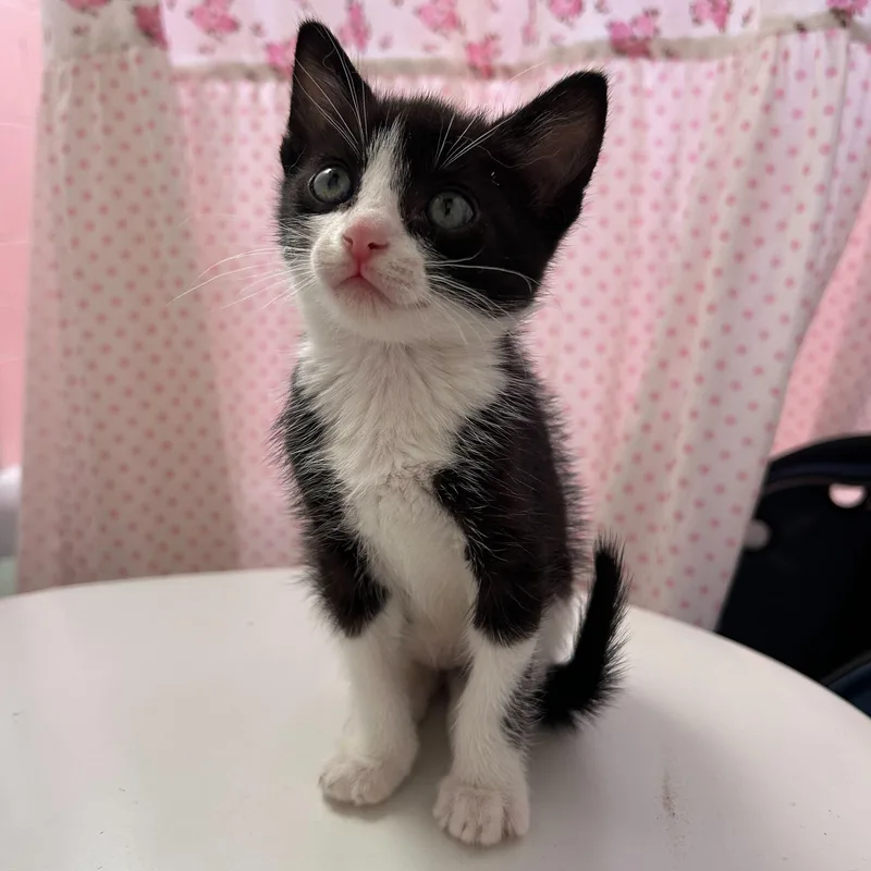 A baby medium-sized male Black & White / Tuxedo American Shorthair cat named Oreo for adoption in Santa Monica, CA