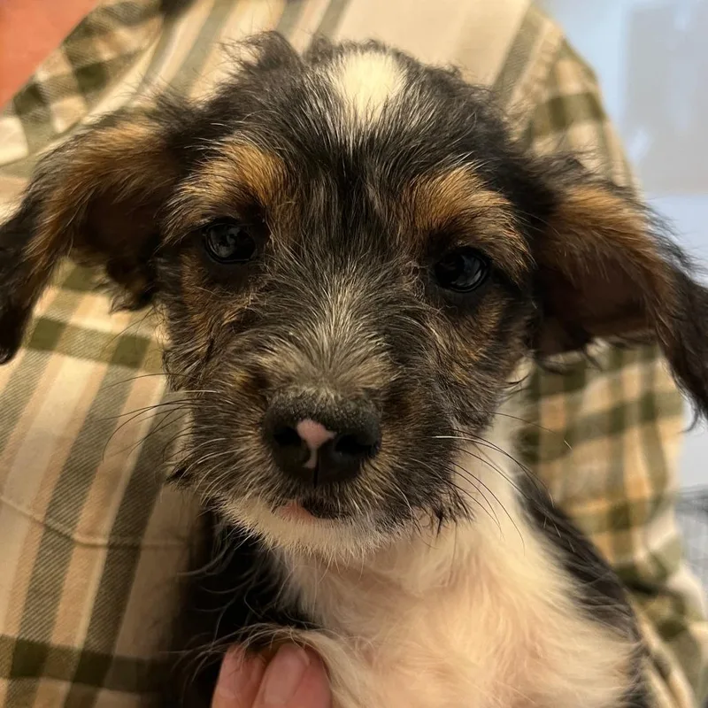 A baby small-sized male Black Yorkshire Terrier dog named Orchard Pup: Roxbury Russet for adoption in Falls Church, VA