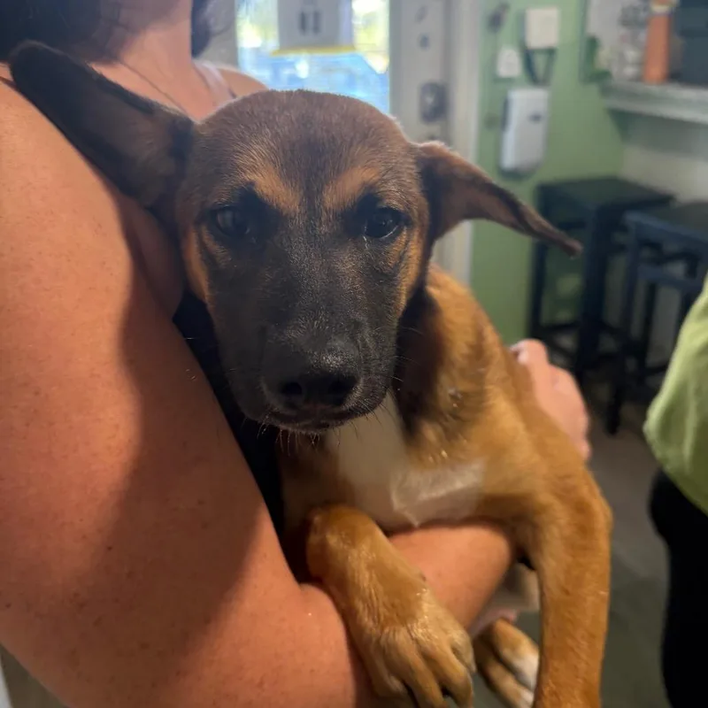 A baby small-sized male Apricot / Beige Shepherd dog named Winston for adoption in Tampa, FL