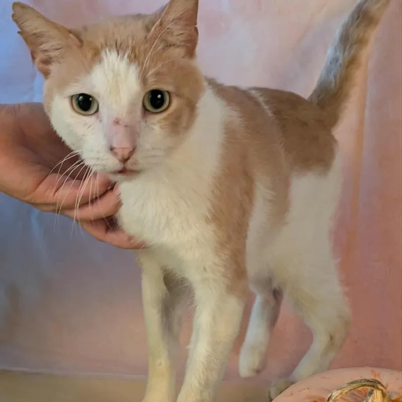 A senior small-sized male Buff / Tan / Fawn Domestic Short Hair cat named Abraham for adoption in Springfield, MO
