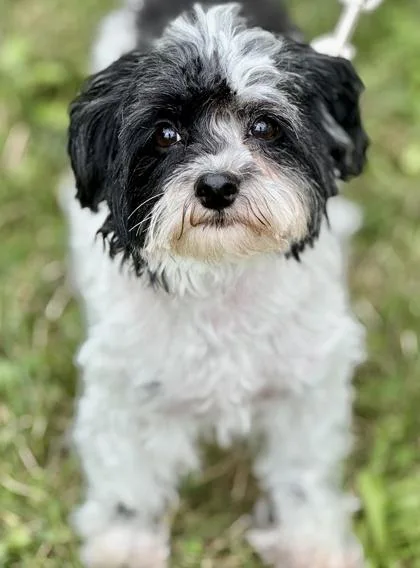 Mia