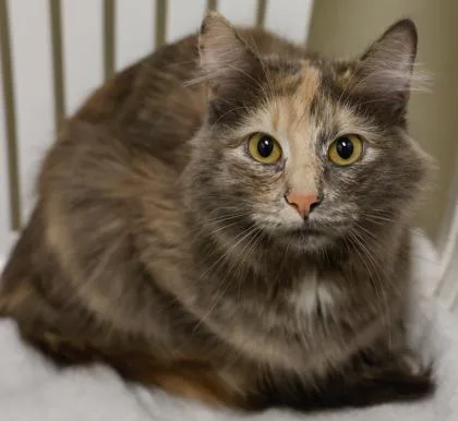 A young medium-sized female Domestic Medium Hair cat named Matilda for adoption in Verona, WI