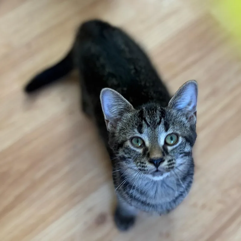 A baby small-sized female Tabby (Brown / Chocolate) Domestic Short Hair cat named Megan for adoption in Grand Rapids, MI