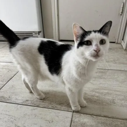 An adult small-sized female Black Domestic Short Hair cat named Aria Habanera for adoption in Boerne, TX