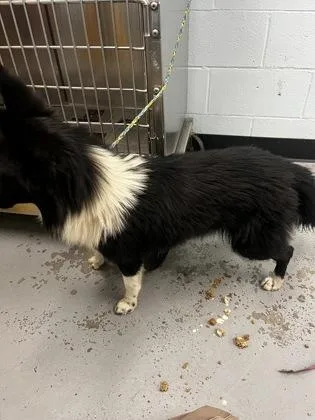 An adult medium-sized male Border Collie dog named Indigo for adoption in Sacramento, CA