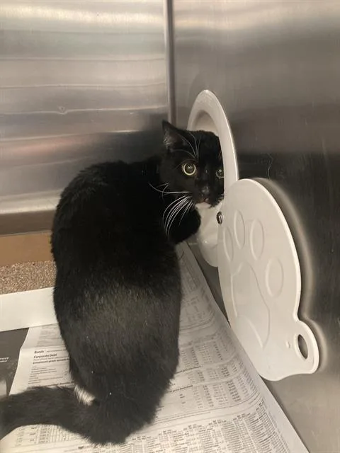 A young medium-sized male Domestic Short Hair cat named Camillo for adoption in Dallas, TX