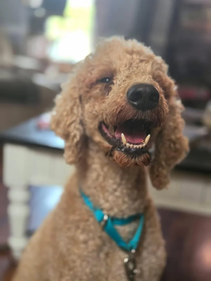 An adult medium-sized male Apricot / Beige Standard Poodle dog named Dante for adoption in Toledo, OH