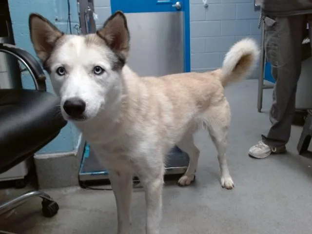 A young medium-sized male Husky dog named Peter for adoption in Albuquerque, NM