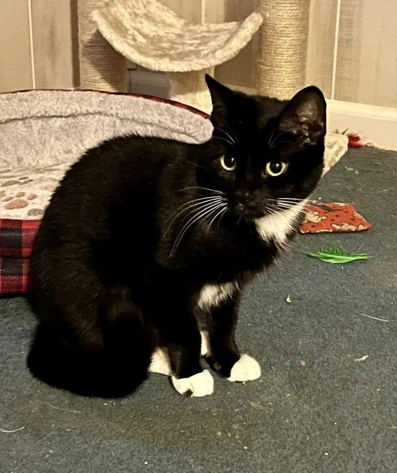 A baby medium-sized female Black & White / Tuxedo Domestic Short Hair cat named Thunder for adoption in Bolton, CT
