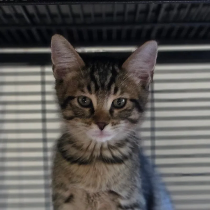 A baby small-sized male Domestic Short Hair cat named Tempo for adoption in Muncie, IN
