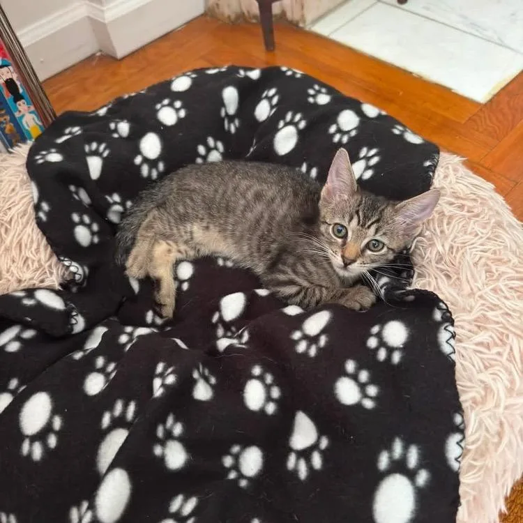 A baby small-sized male Brown / Chocolate Domestic Short Hair cat named Jalen for adoption in Long Island City, NY