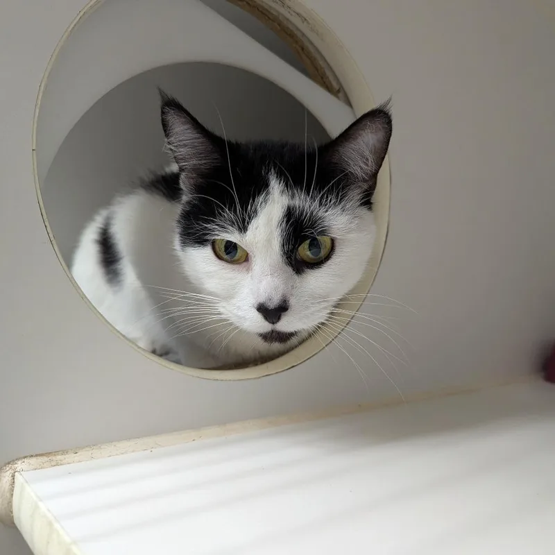 A senior medium-sized female White Domestic Short Hair cat named Delilah for adoption in Canastota, NY