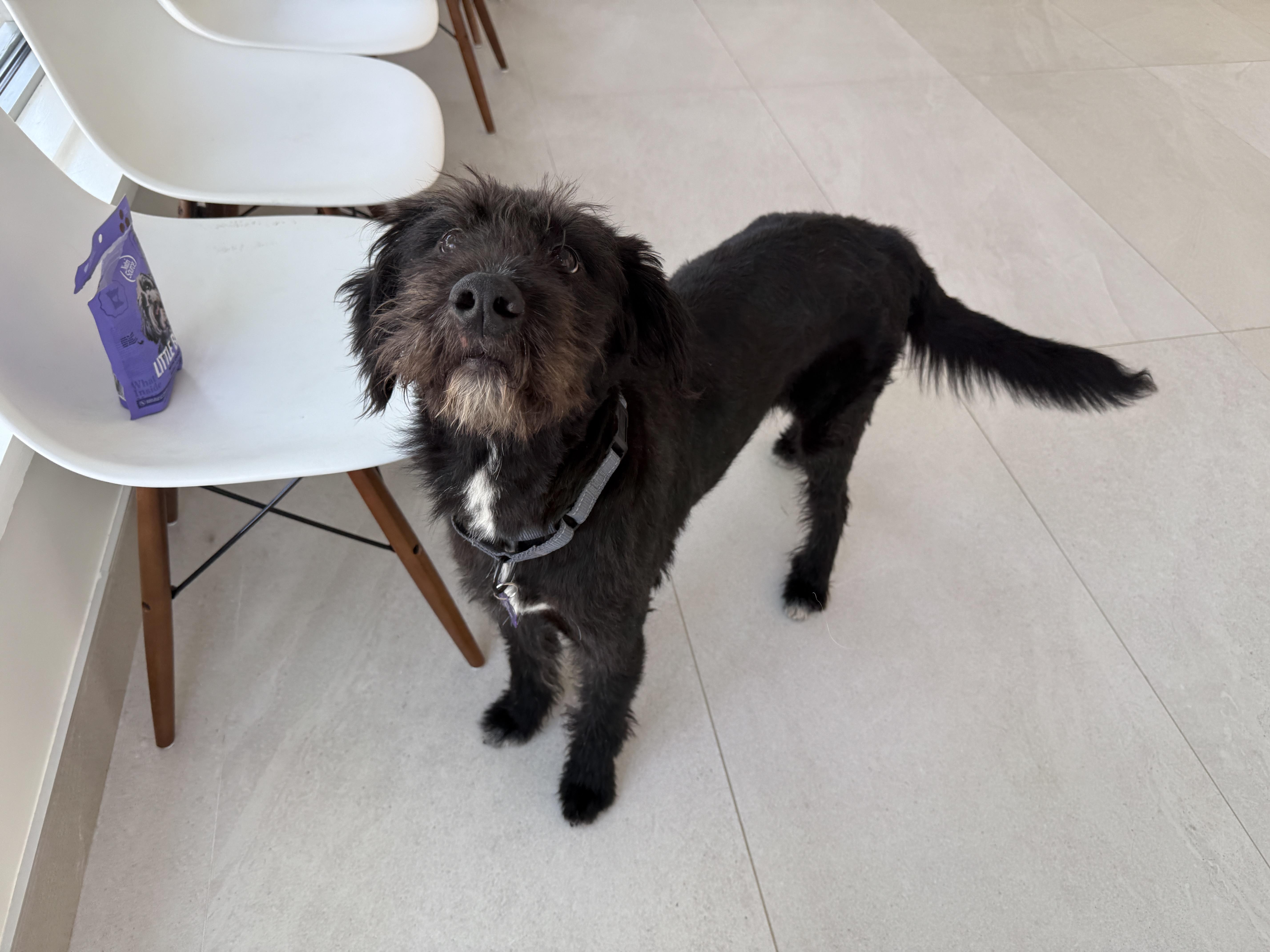 A young medium-sized male Mixed Breed dog named Dexter for adoption in Evanston, IL