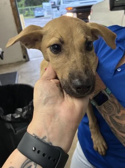 A baby small-sized female Shepherd dog named Mrs. Puff for adoption in Gainesville, FL