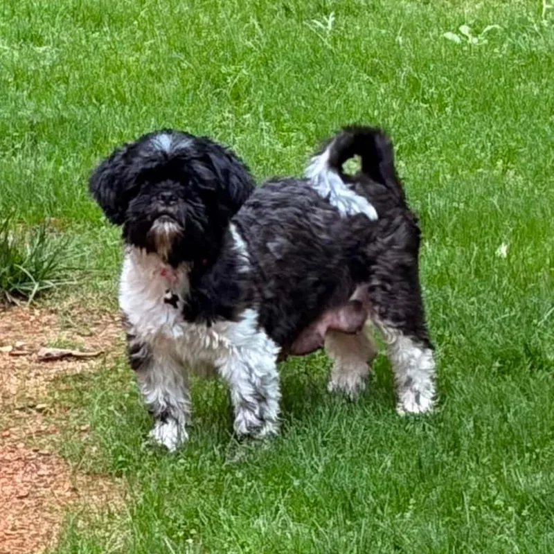 Millie