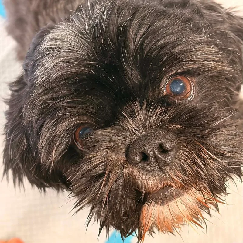 Millie thumbnail 2