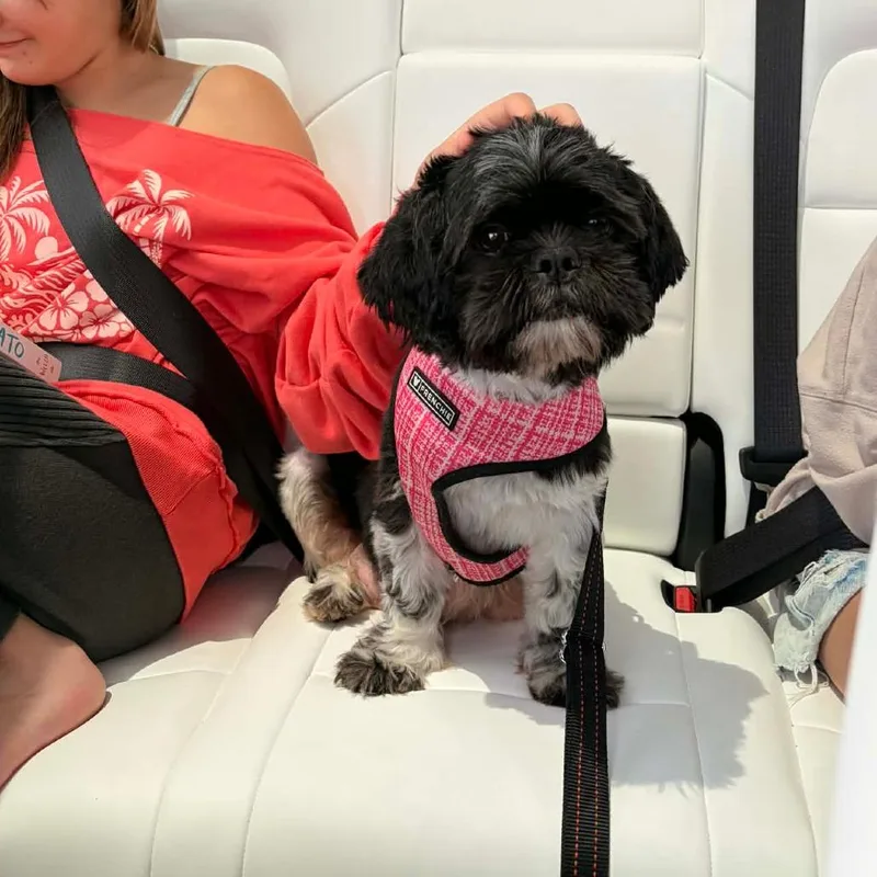 Millie thumbnail 3