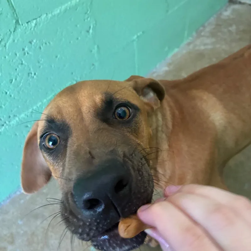 A young small-sized male Yellow / Tan / Blond / Fawn Boxer dog named Caseade for adoption in Franklin, NC