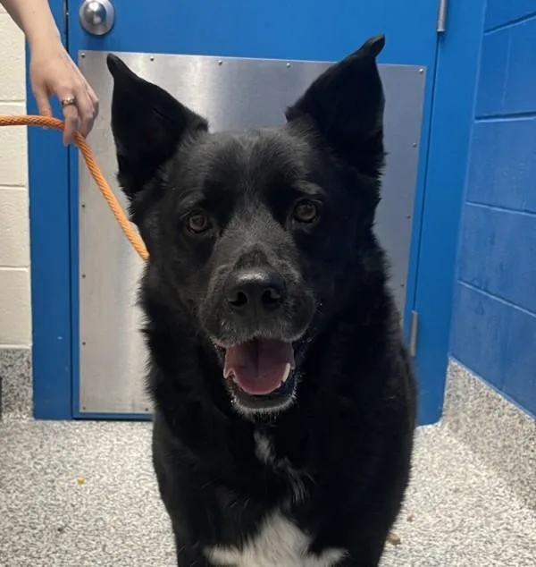 An adult large-sized male German Shepherd Dog dog named Chip for adoption in Golden, CO