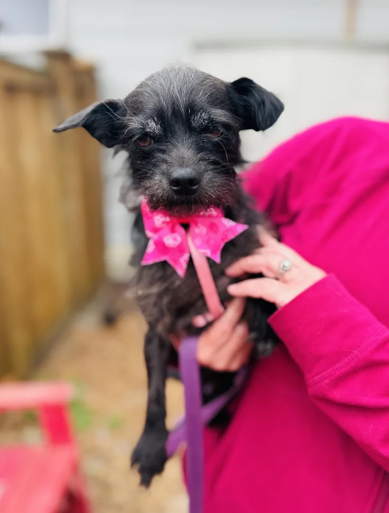 A young small-sized female Black Terrier dog named Tinkerbelle for adoption in lynnwood , WA