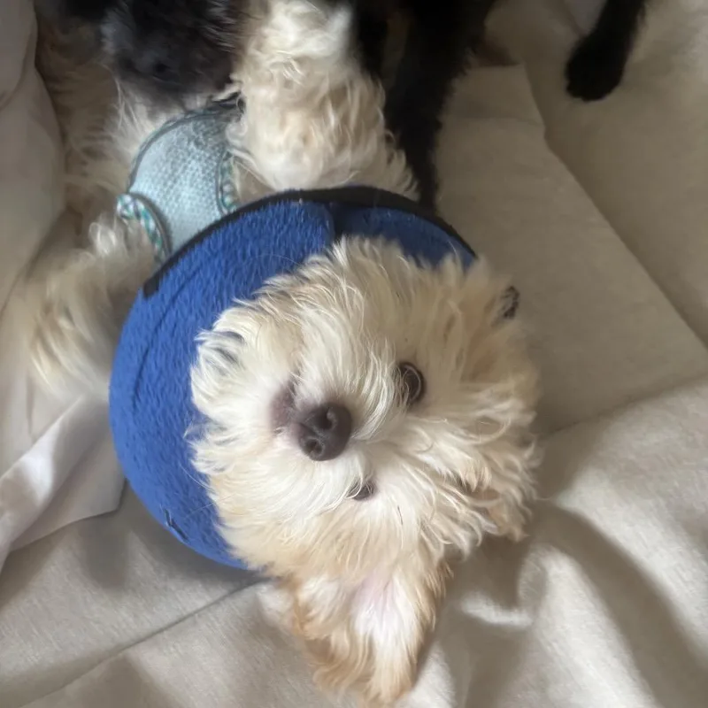 Juju Beans thumbnail 2