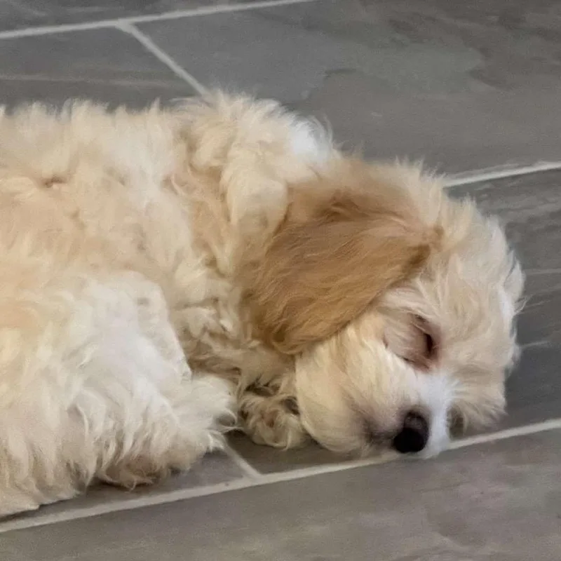 Juju Beans thumbnail 3