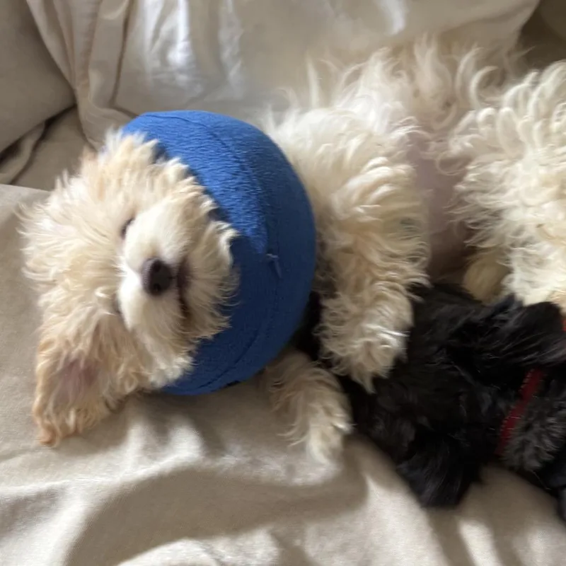 Juju Beans thumbnail 4