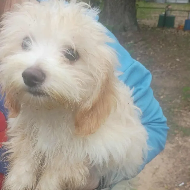 Juju Beans thumbnail 5