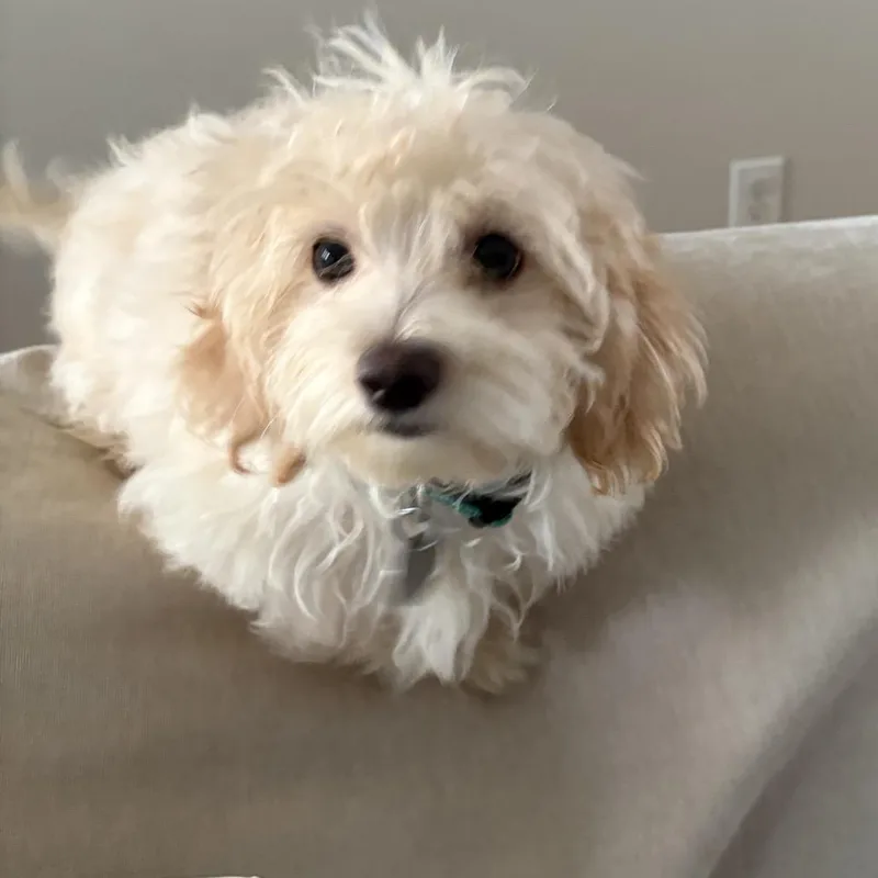 Juju Beans thumbnail 6