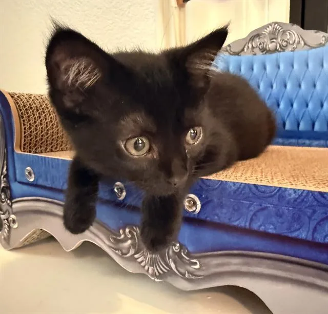 A baby small-sized female Domestic Short Hair cat named Licorice for adoption in Sacramento, CA