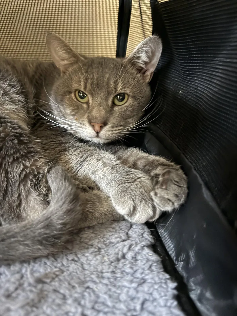 An adult medium-sized male Gray / Blue / Silver Domestic Short Hair cat named Percy  Meet at for adoption in Harrisburg, PA