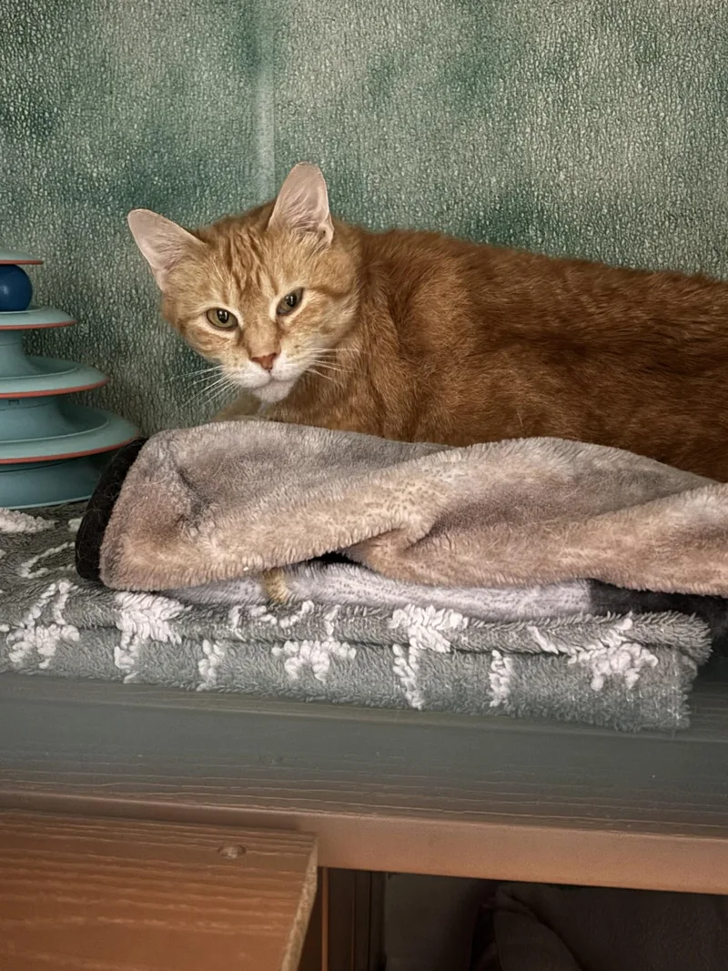 An adult large-sized female Domestic Short Hair cat named Honey Nut Cheerio for adoption in Altoona, PA
