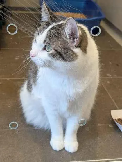 A senior small-sized female Domestic Short Hair cat named Noodles for adoption in Bellevue, WA