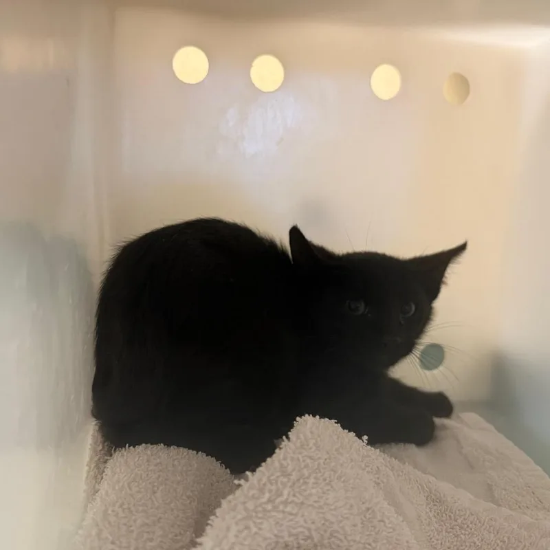 A baby small-sized male Black Domestic Short Hair cat named Costco for adoption in Pasadena, CA
