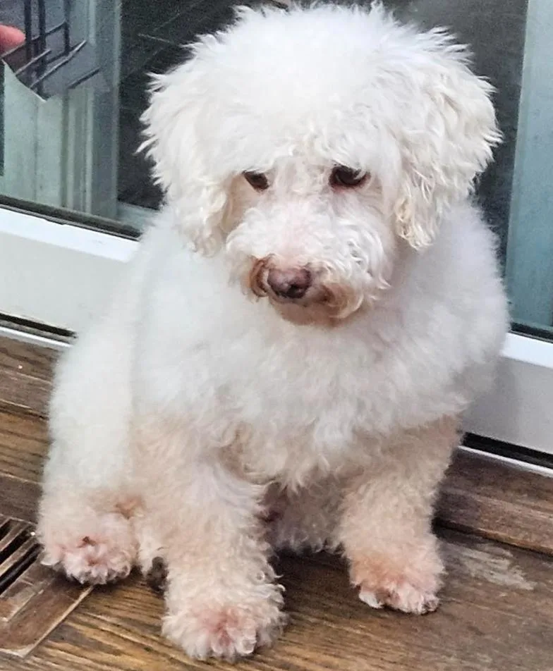 An adult small-sized male Miniature Poodle dog named Cody for adoption in Twin lakes, WI
