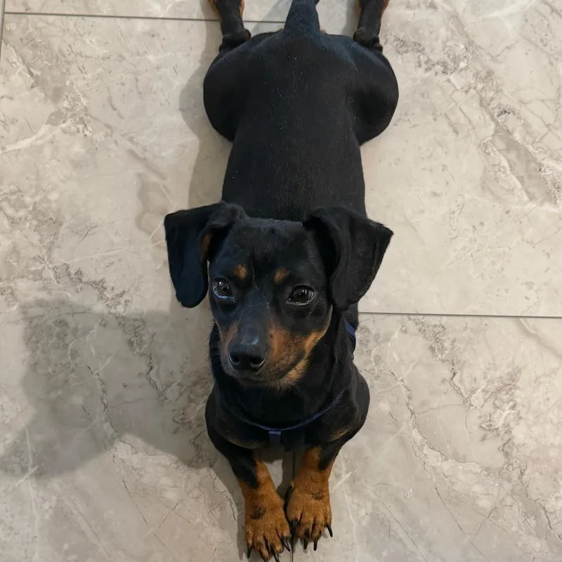 An adult small-sized male Dachshund dog named Teeny for adoption in Cincinnati, OH