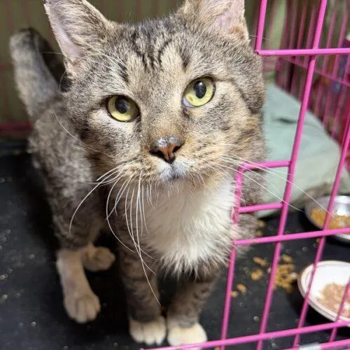 An adult medium-sized male Domestic Short Hair cat named Edward for adoption in Tampa, FL