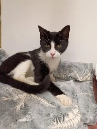 A young small-sized male Domestic Short Hair cat named Marsh for adoption in Palm Coast, FL