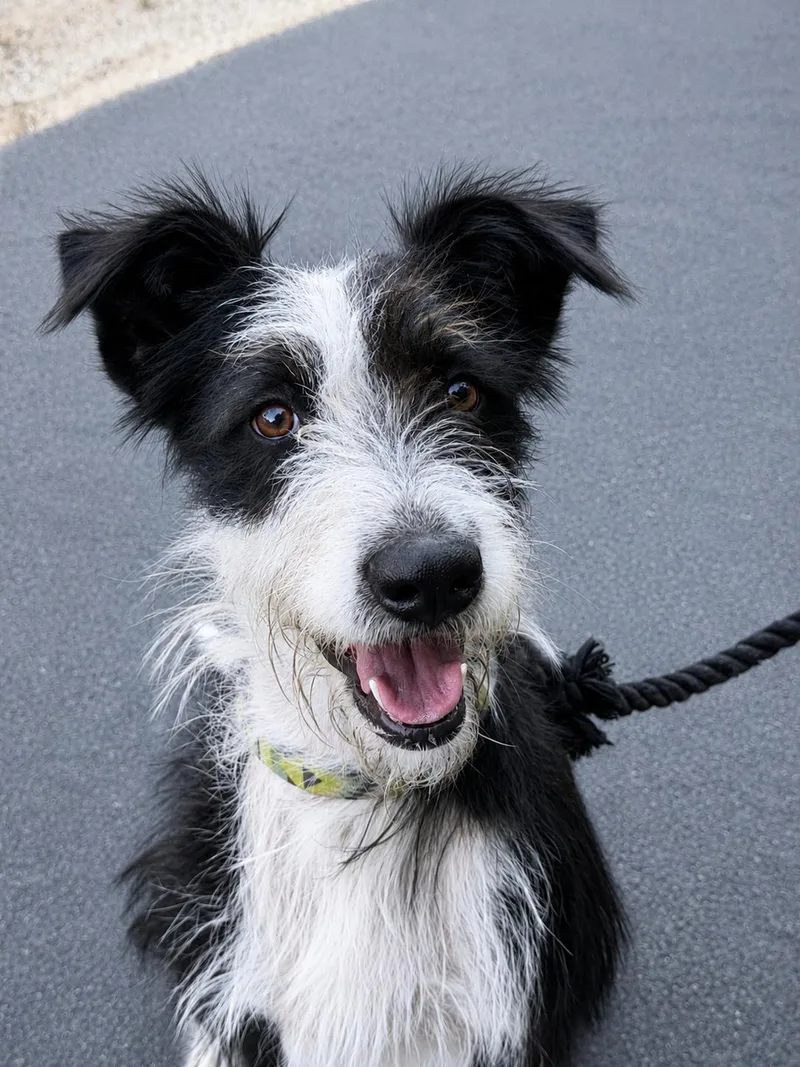 An adult medium-sized female Schnauzer dog named Mackenzie for adoption in Capistrano Beach, CA