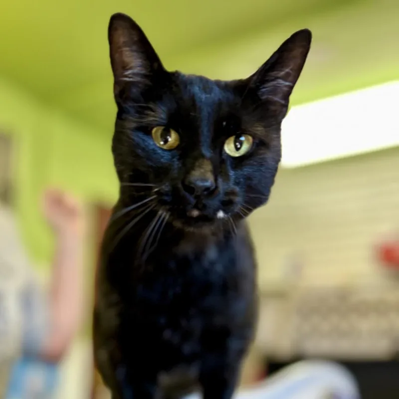 An adult medium-sized female Domestic Short Hair cat named Wednesday for adoption in Glenwood Springs, CO