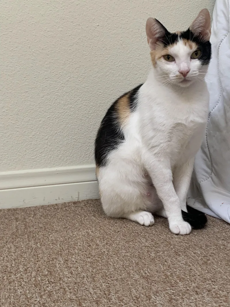 Maribelle thumbnail 5